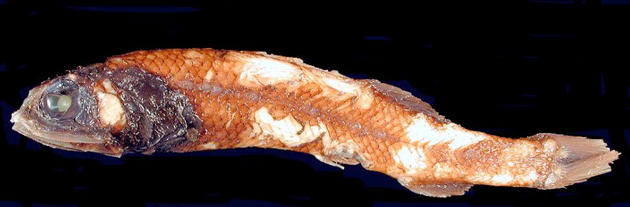 Herwigia kreffti_04.jpg